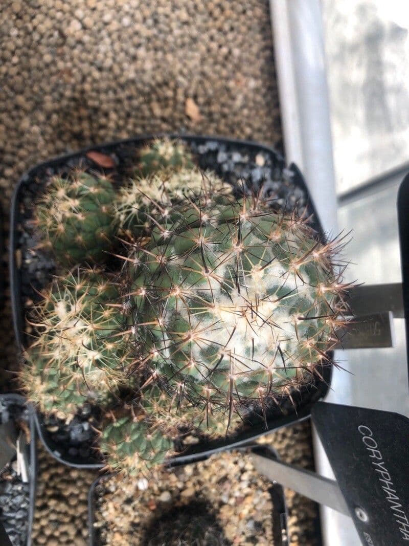 Coryphantha