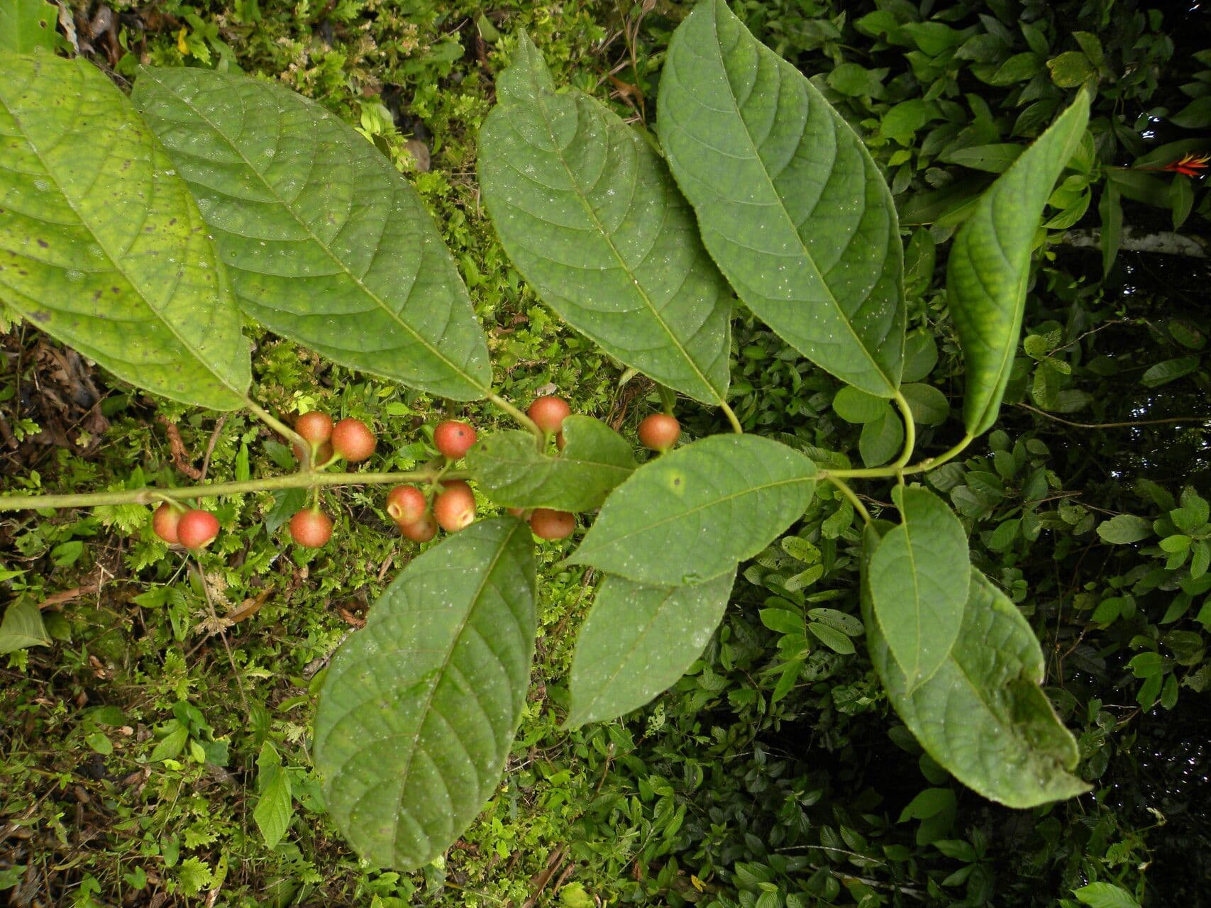 Siparuna thecaphora