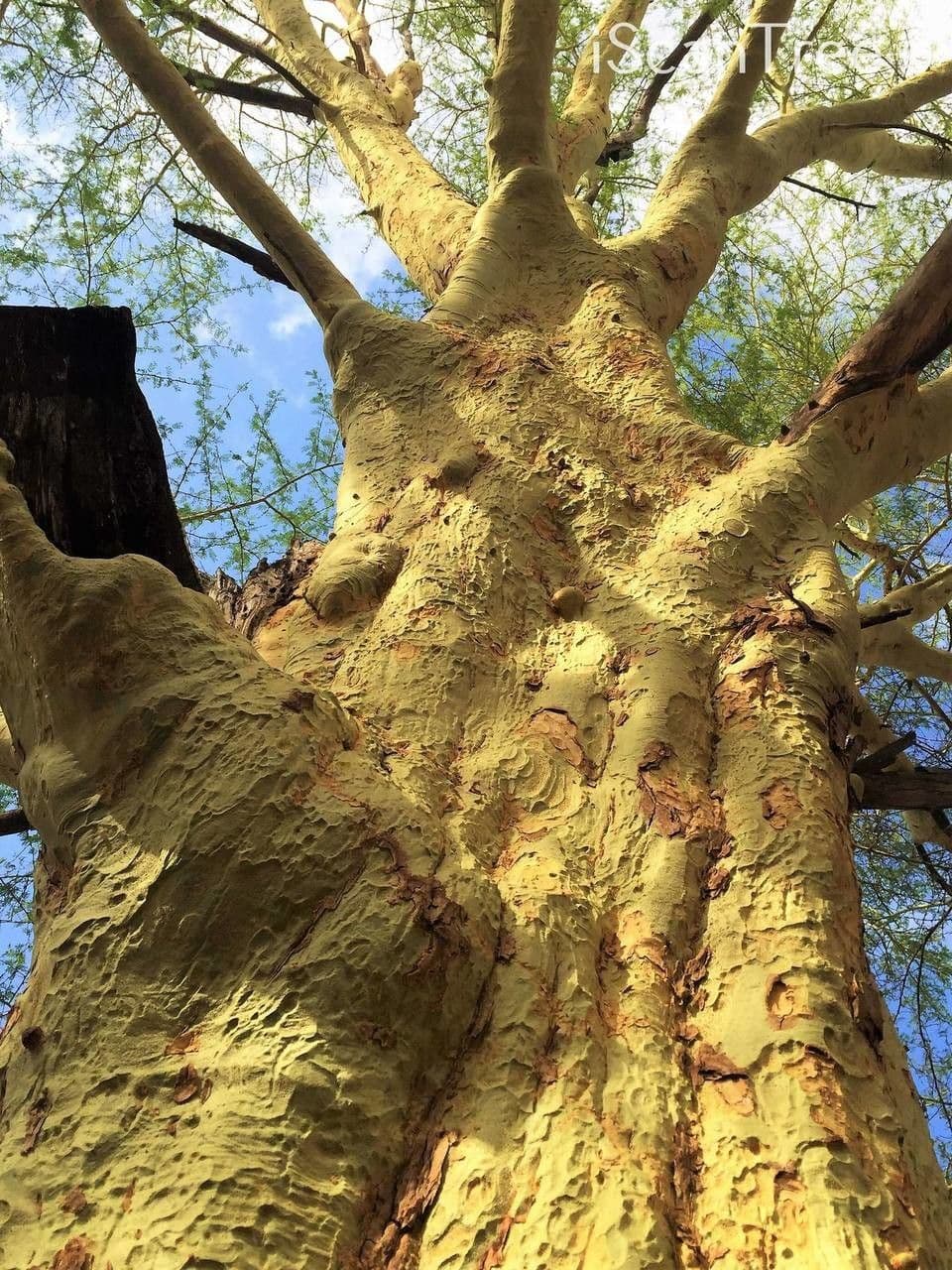 Acacia febrífuga 8