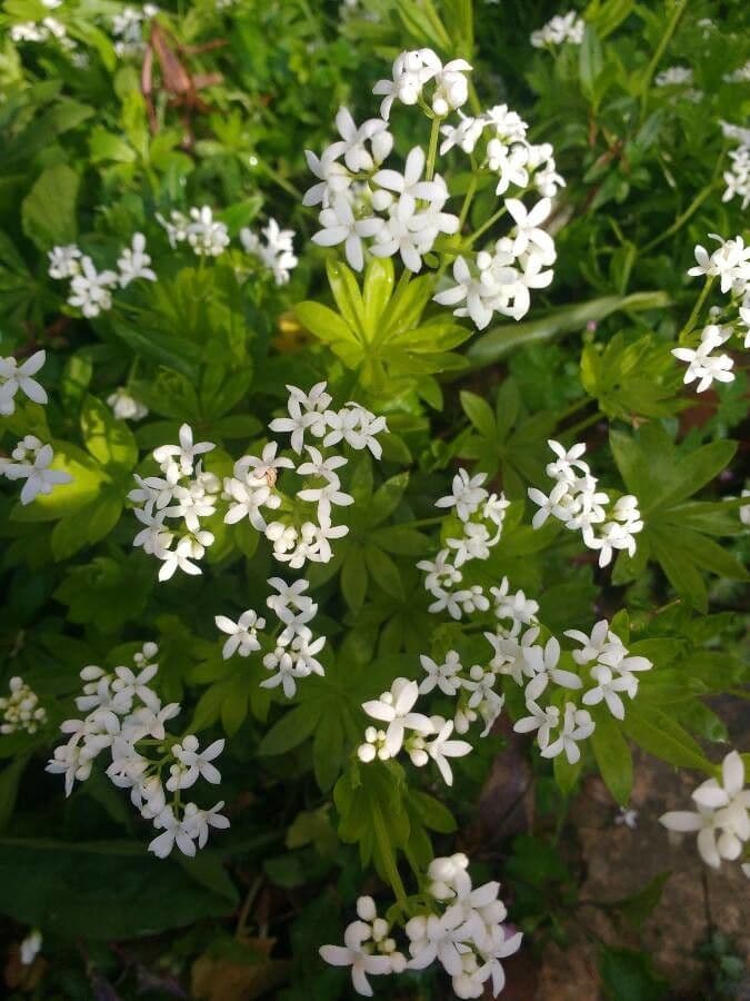 Stellina odorosa 7