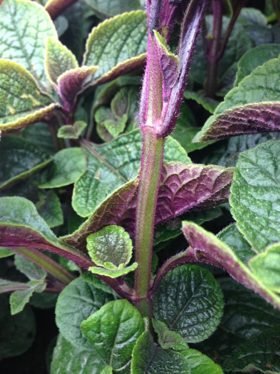 Plectranthus 10