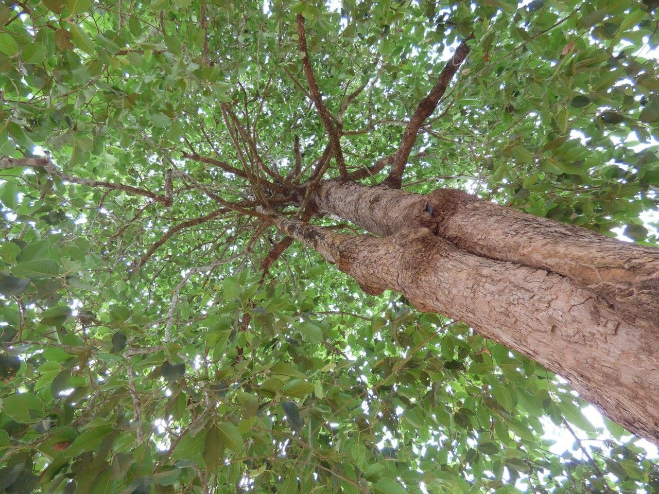 Dipterocarpus 4