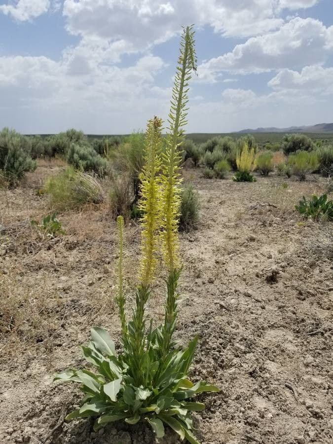 Desert plume 3