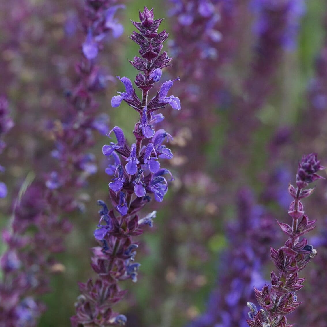 Salvia 3