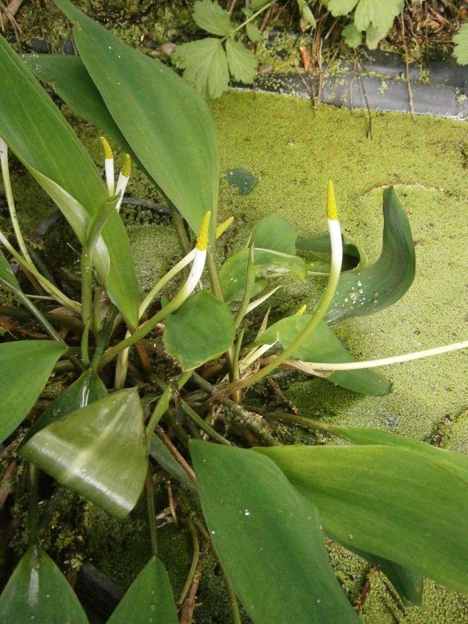 Orontium acquatico 10