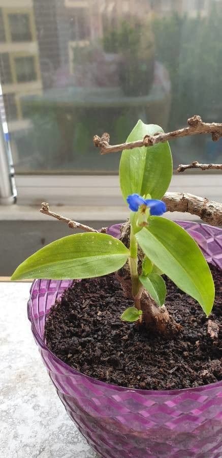 Flor de día 26