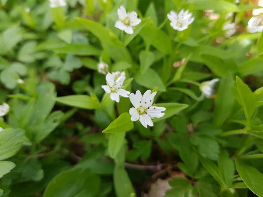 Pseudostellaria 2