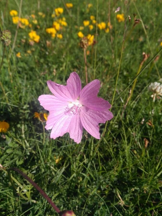 Malva moscata 7