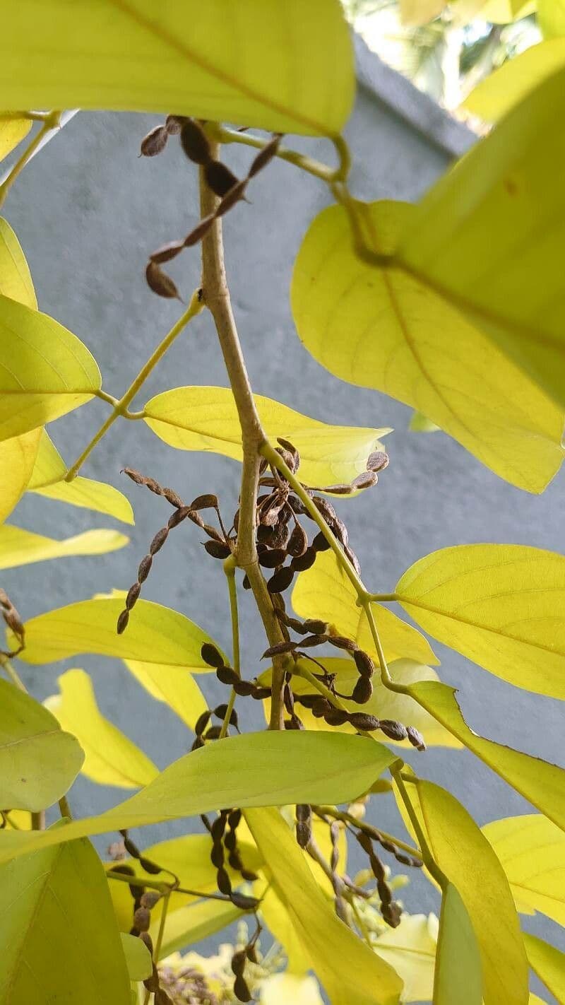 Dendrolóbium 5
