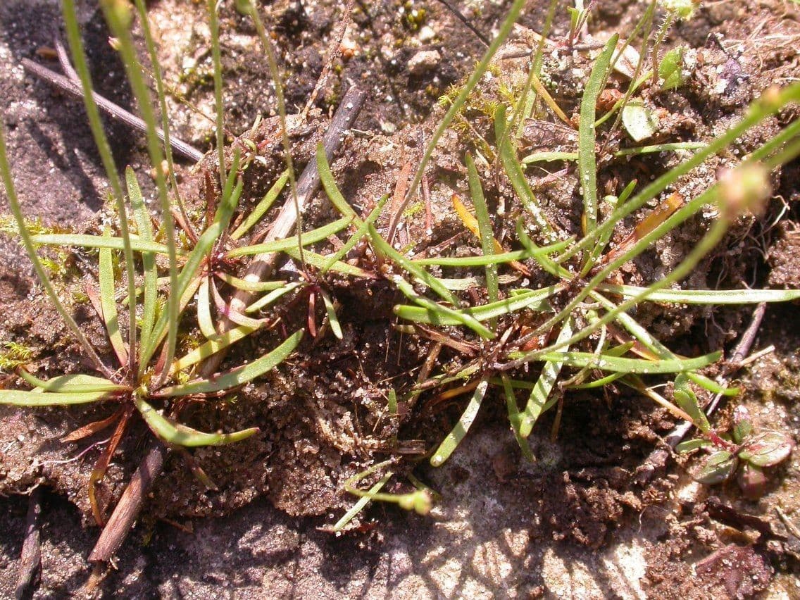 Skorocel 12