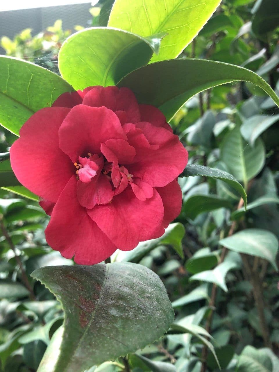 Camelia oleifera 6