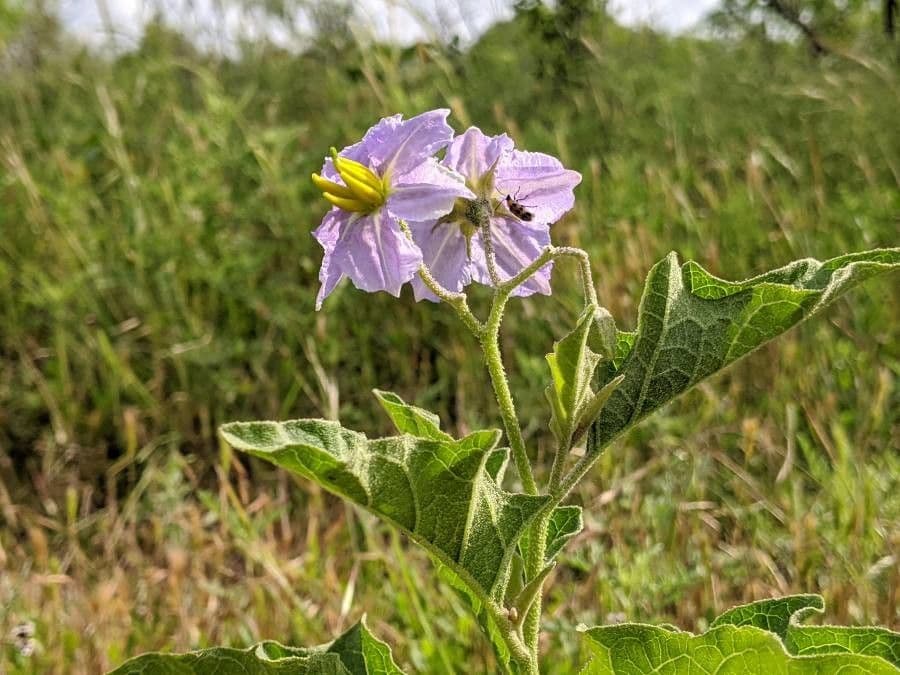 Solanum dimidiato 7