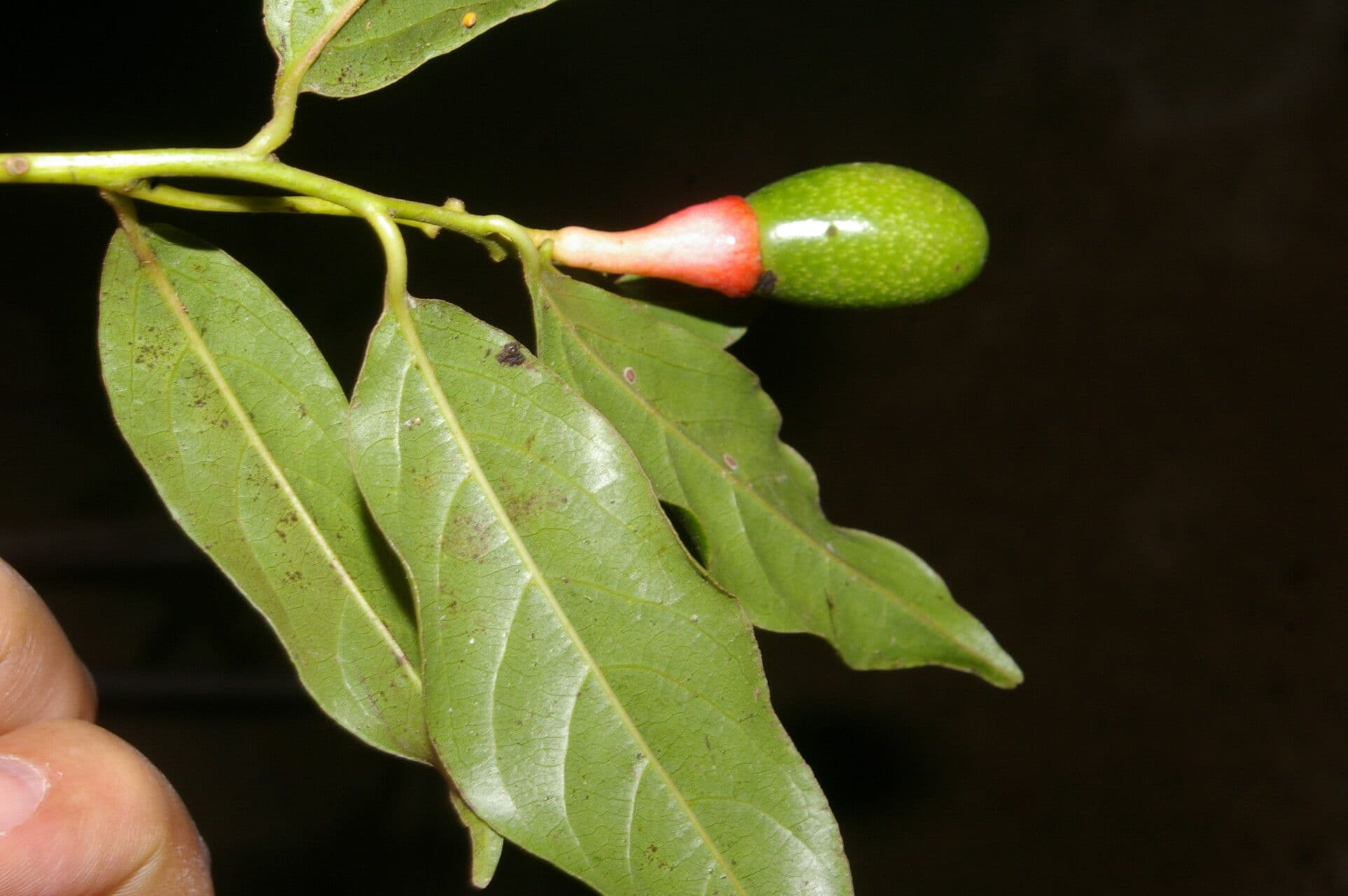 Ocotea tenera 2