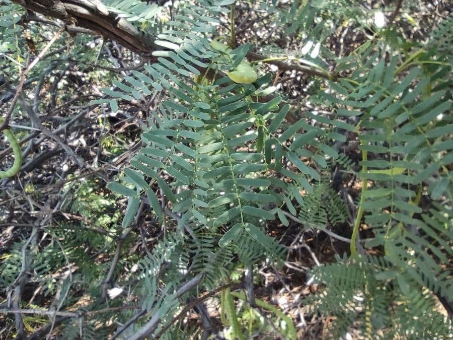 Prosopis 17