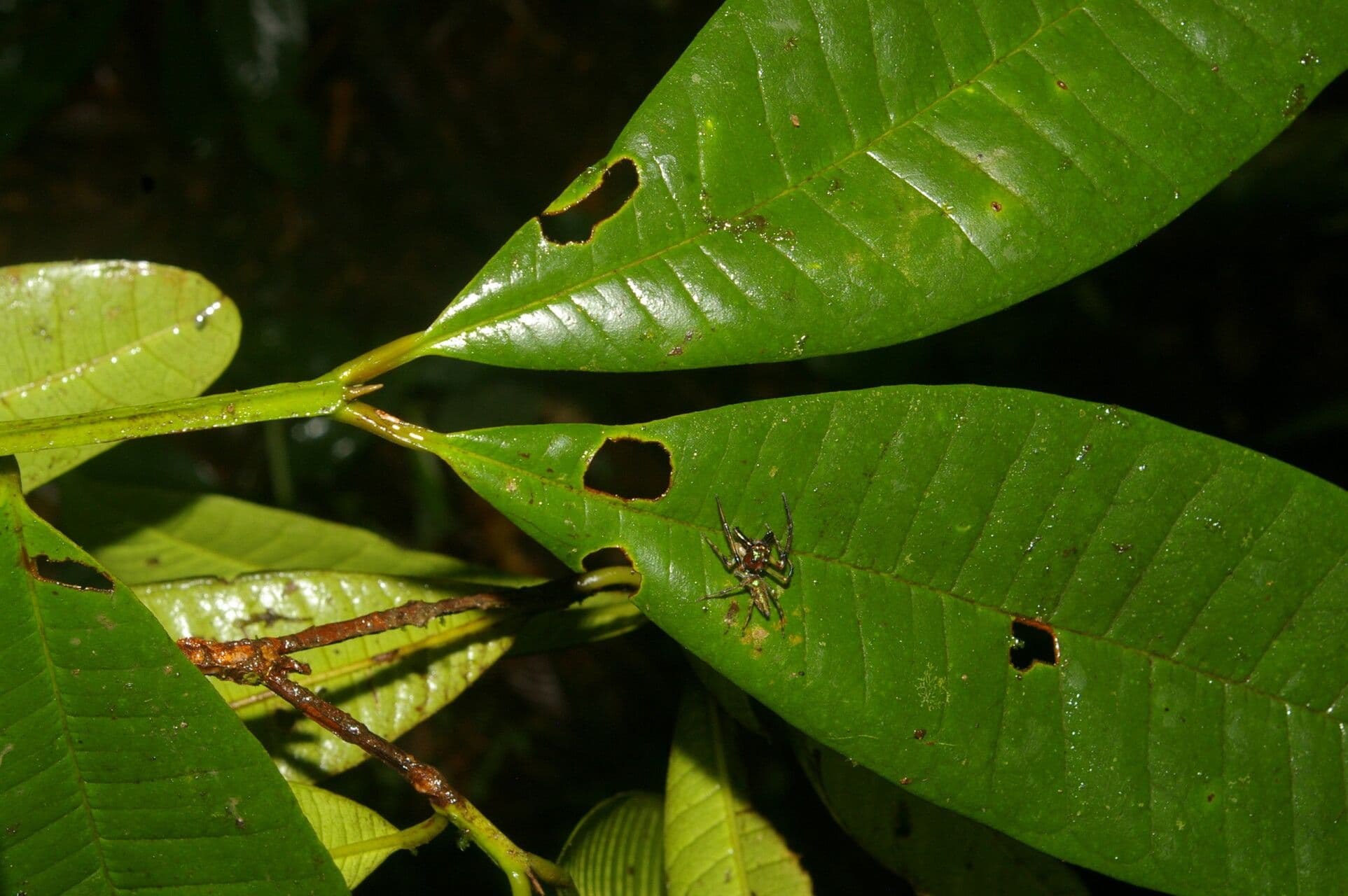 Allspice 10
