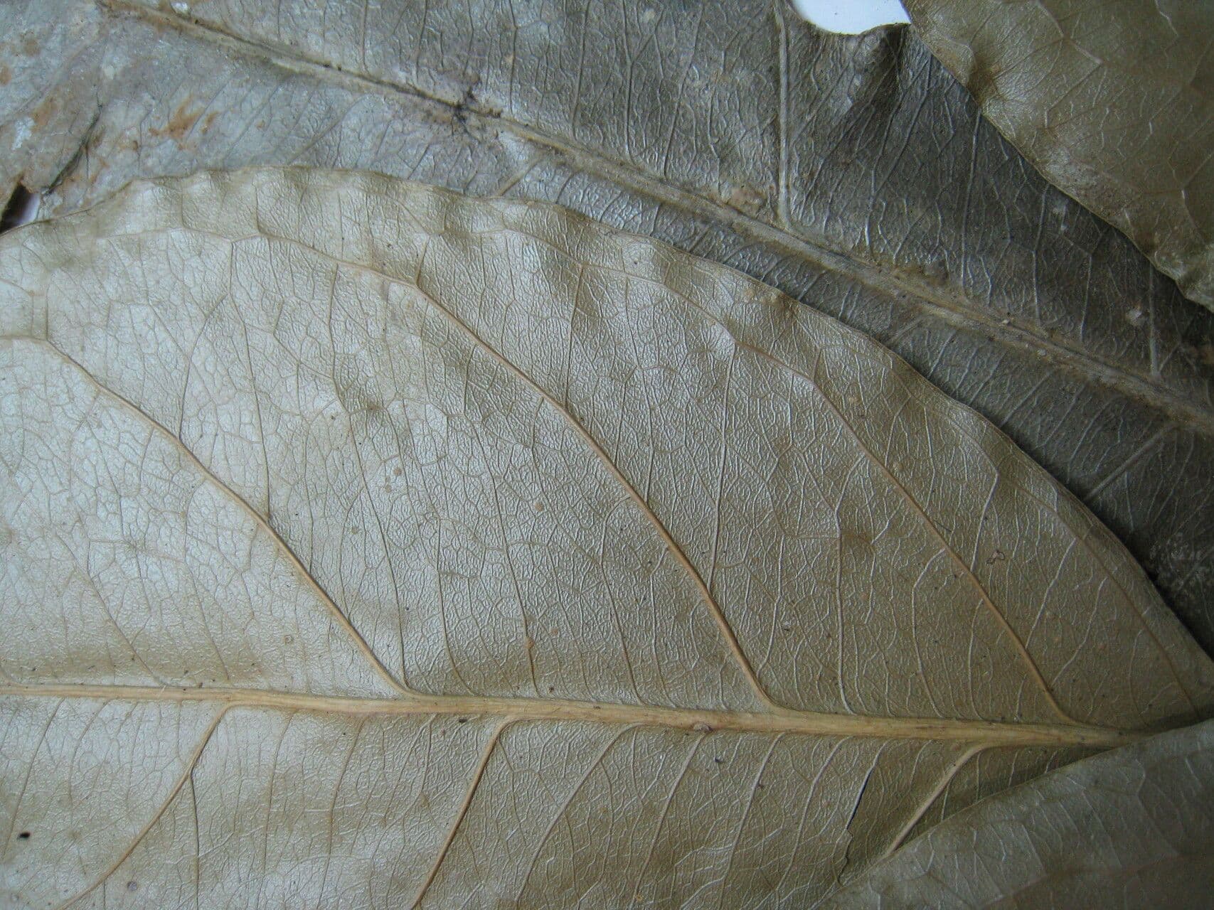 Tontelea 3