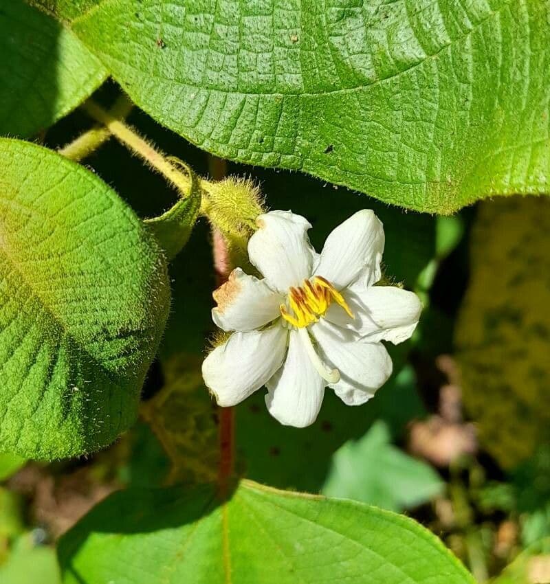 Miconia 2