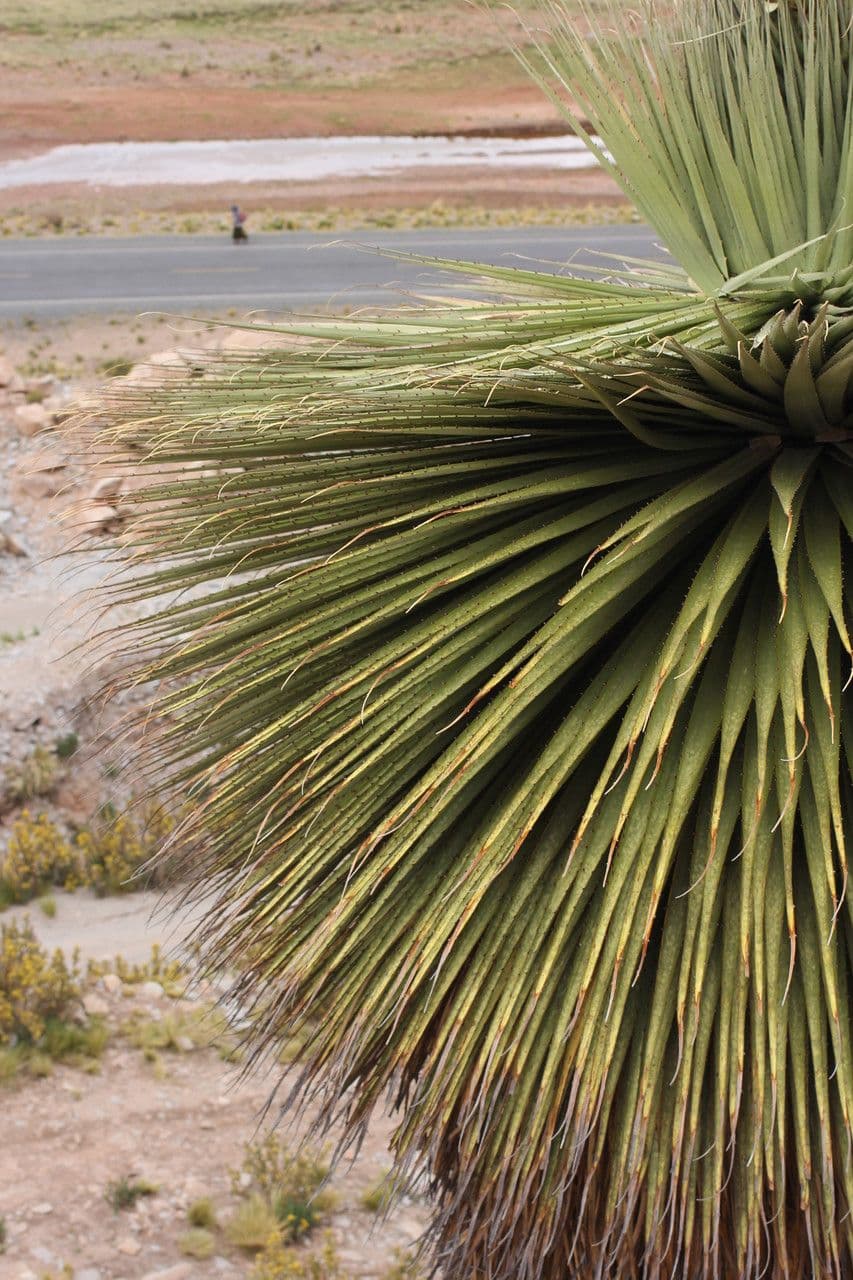Puya raimondii 7