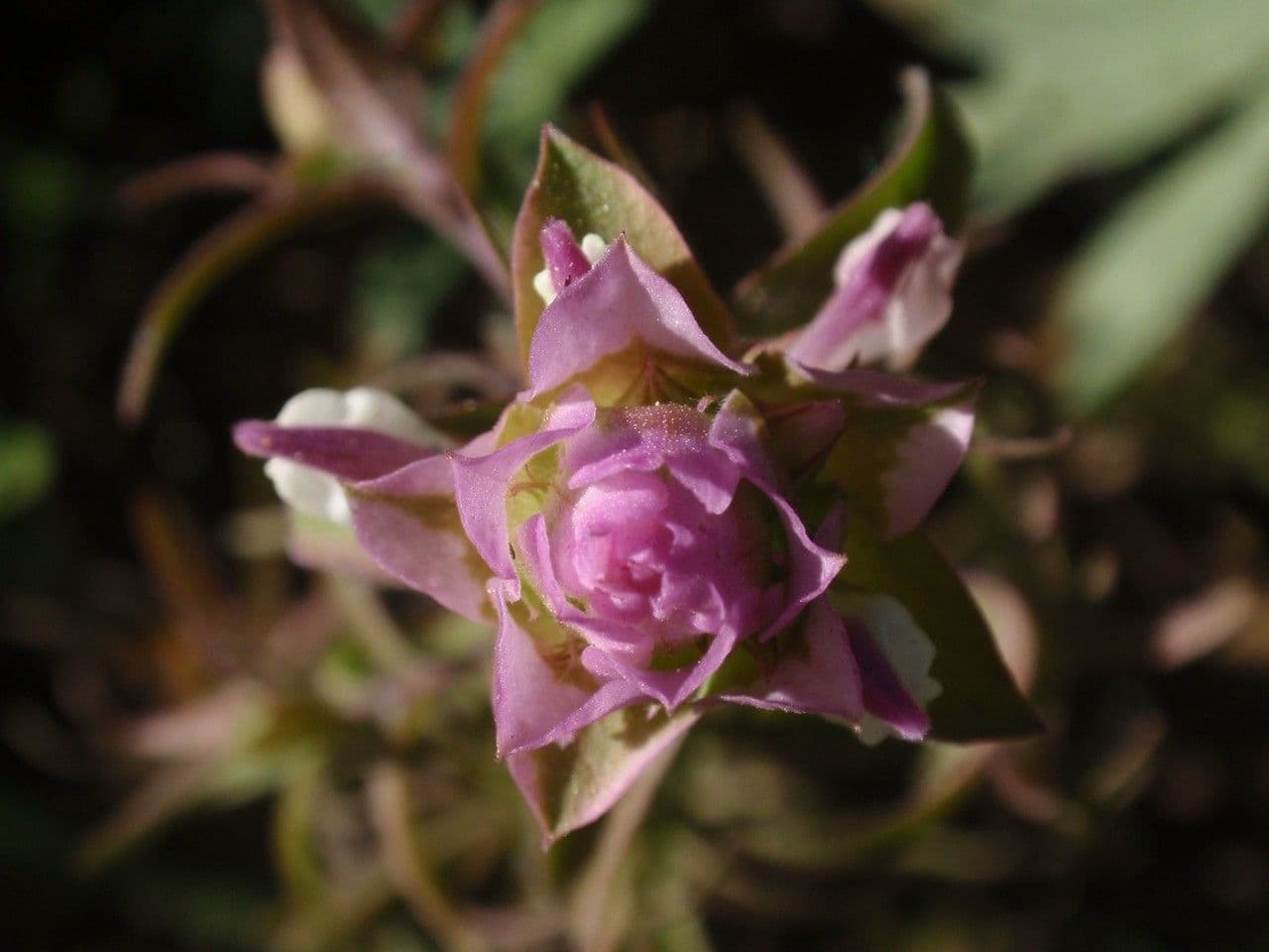 Orthocarpus imbrichato 2