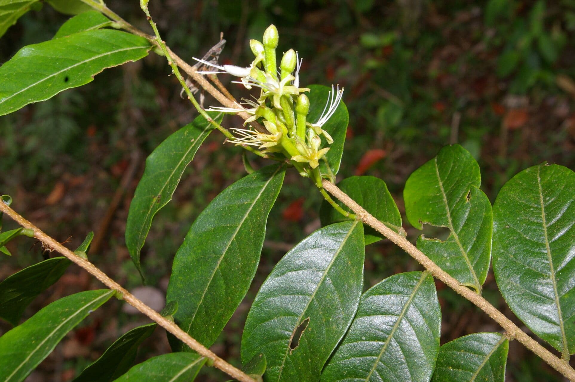 Hirtella 2