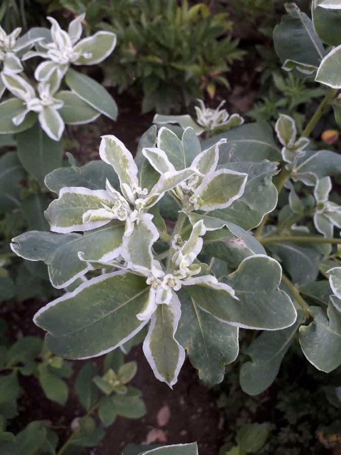 Euforbia marginata 19