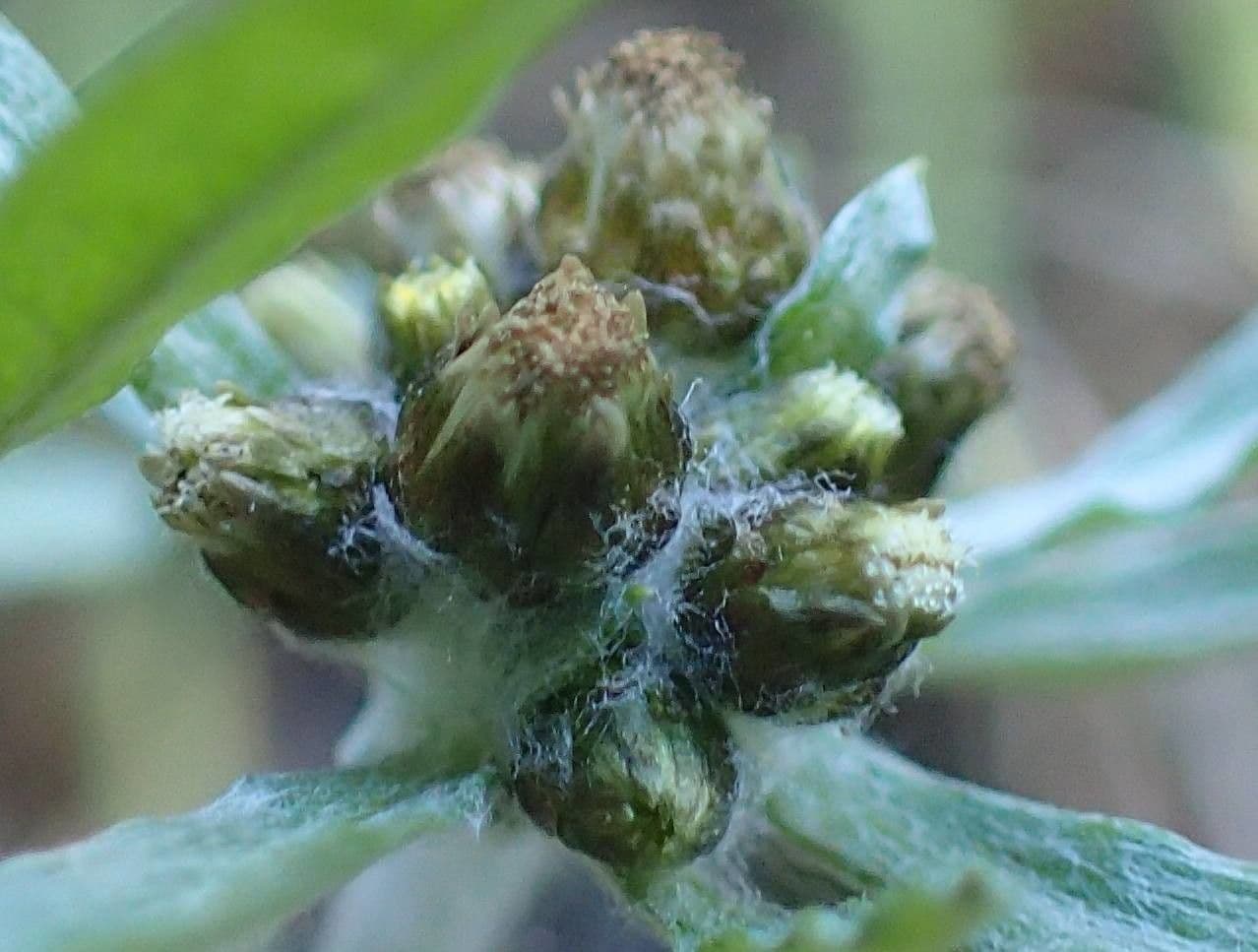 Gnaphalium 3