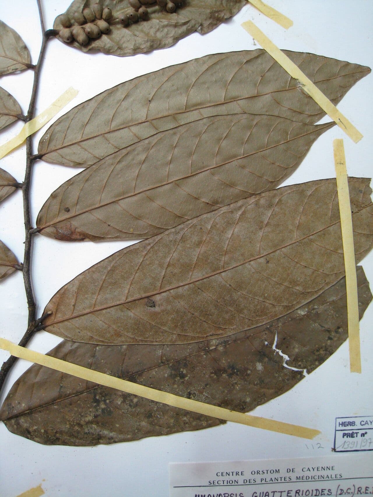 Unonopsis 3