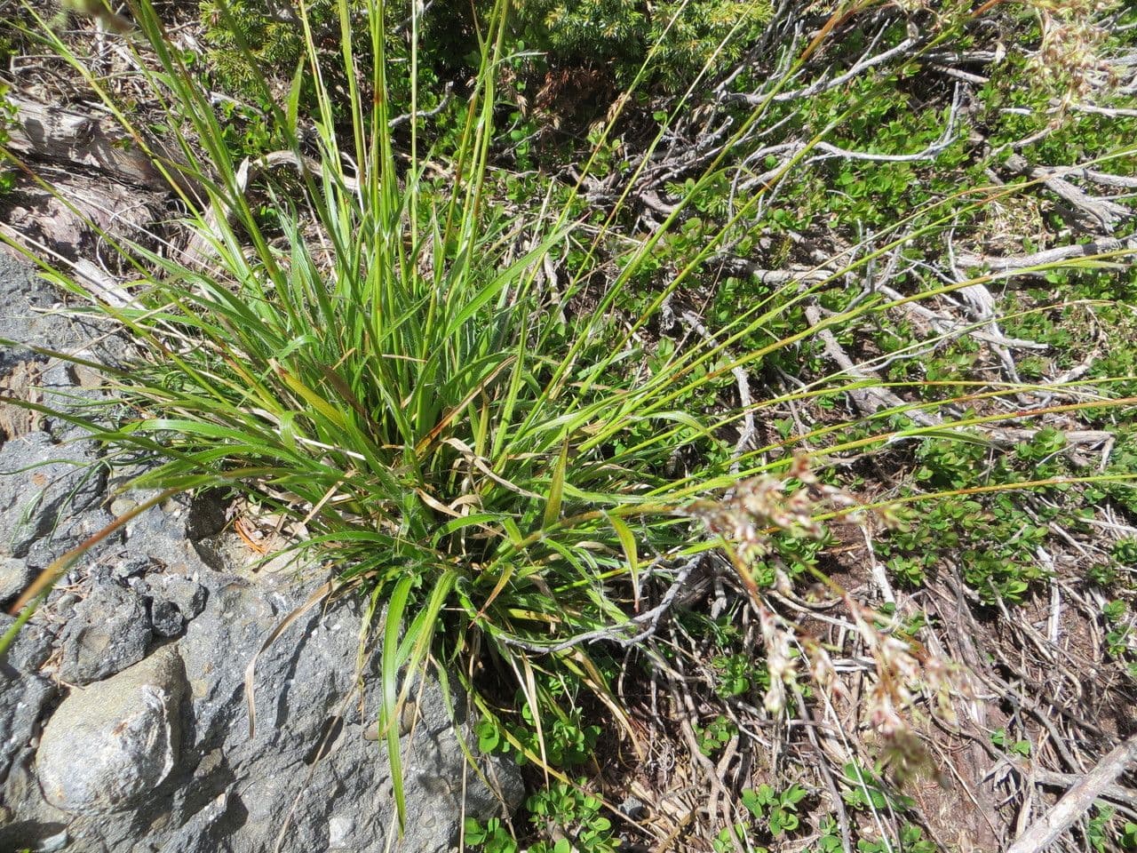 Junco pediforme 12
