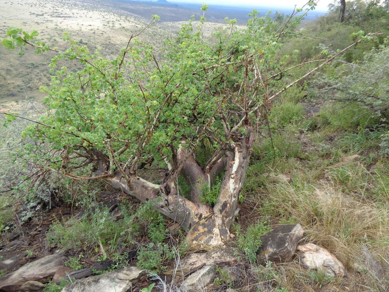 Sterculia 7