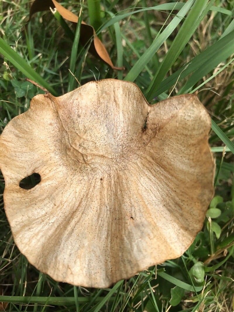 Pterocarpus