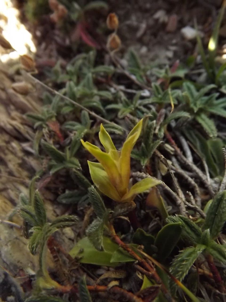 Gentiana occidentalis 12