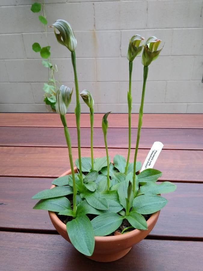 Pterostylis