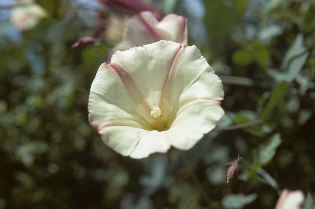 Calystegia 3