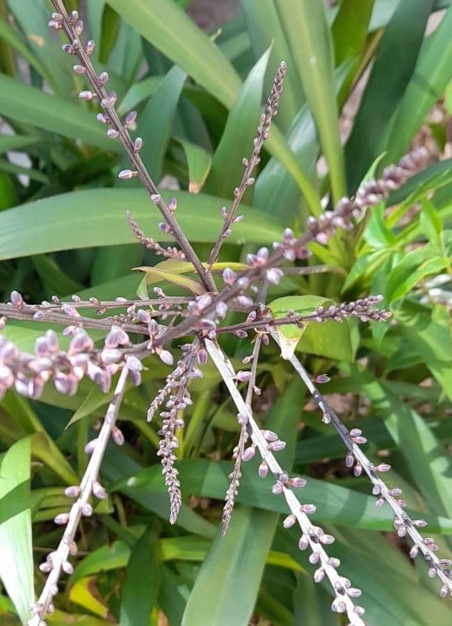 Cordyline stricta 4