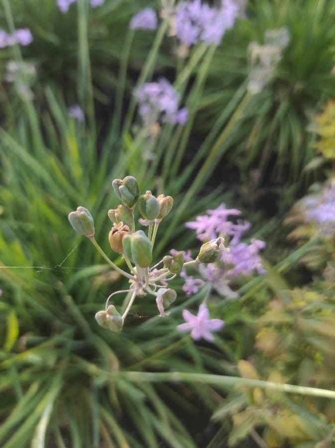 Tulbaghia 4