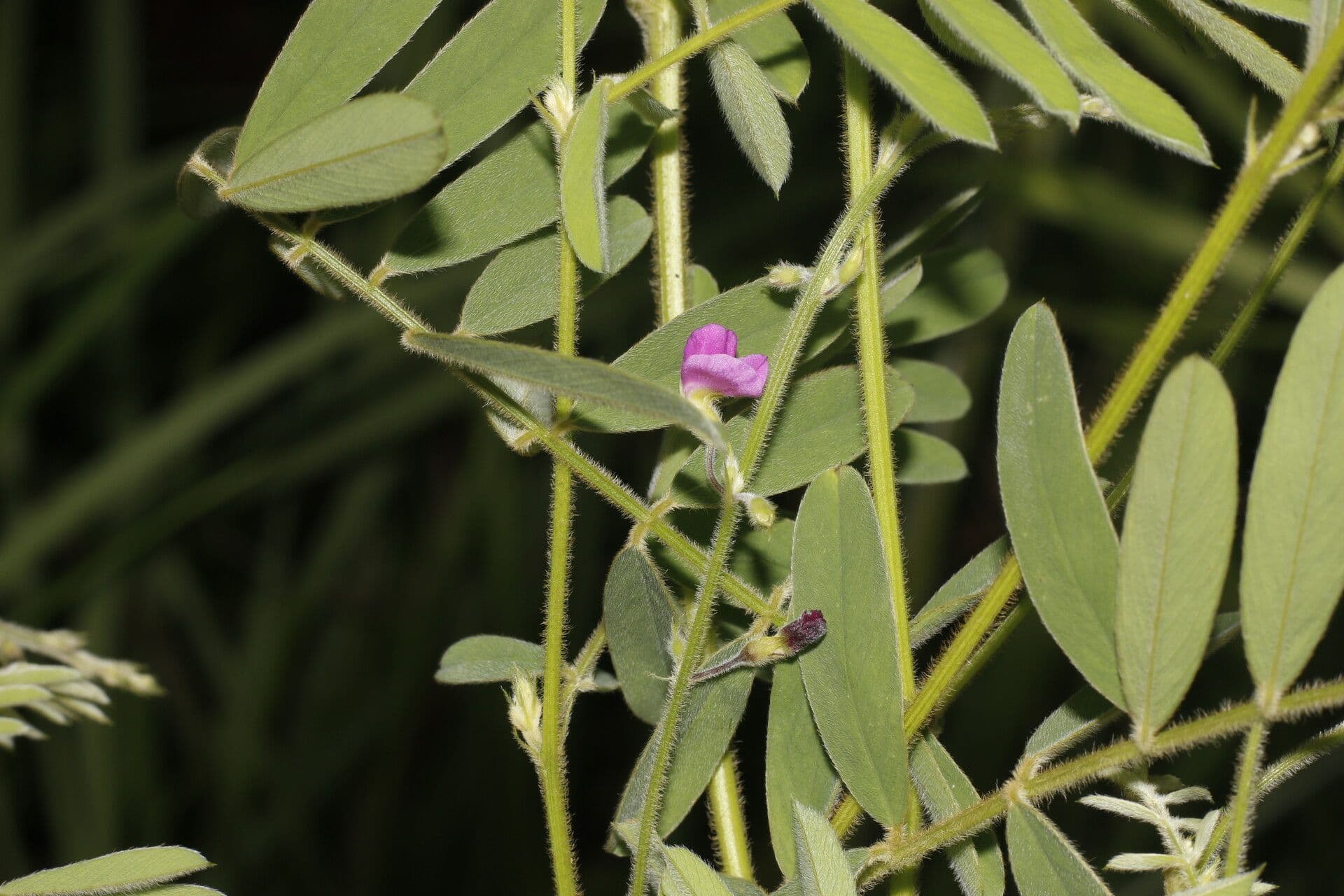 Tephrosia vicioides 2