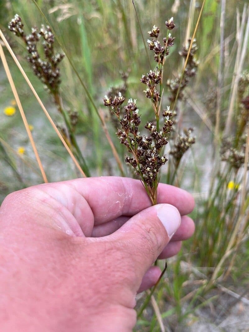Juncus anceps 5