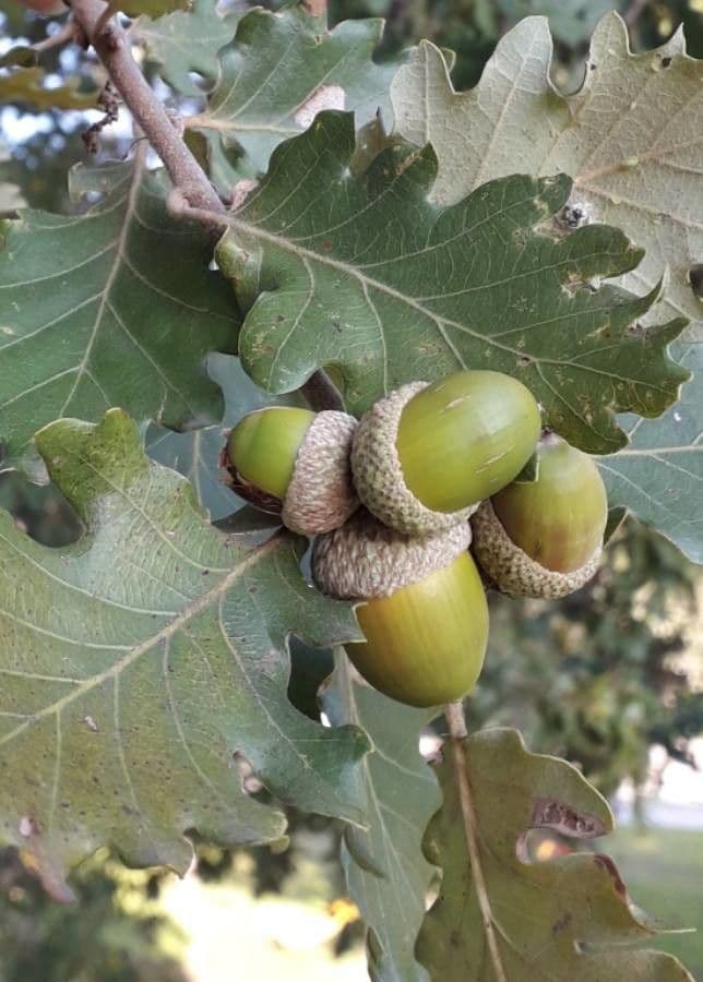 Flaumeiche 5