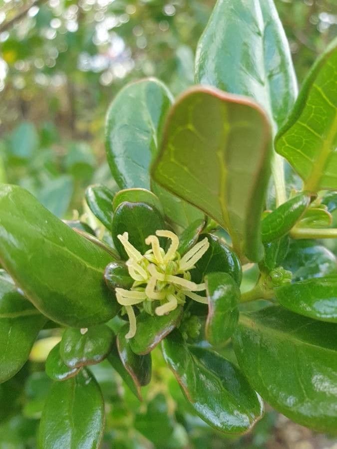 Coprosma plazivá