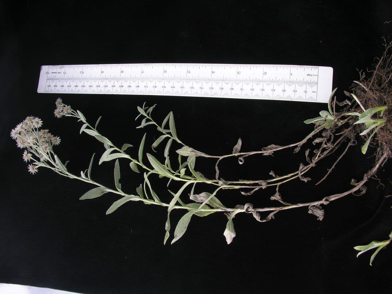 Anaphalis 10