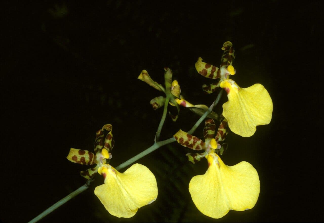 Trichocentrum
