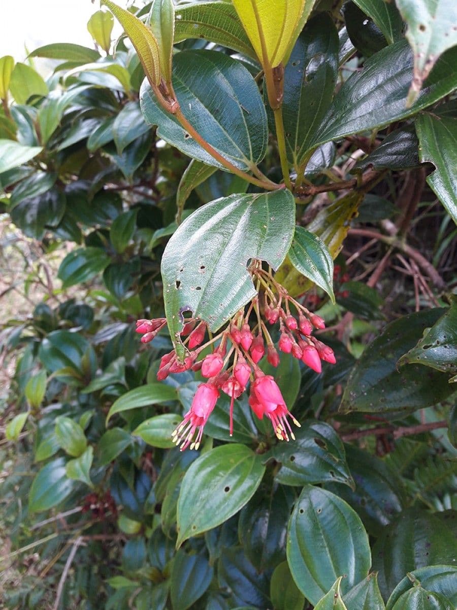 Miconia 3