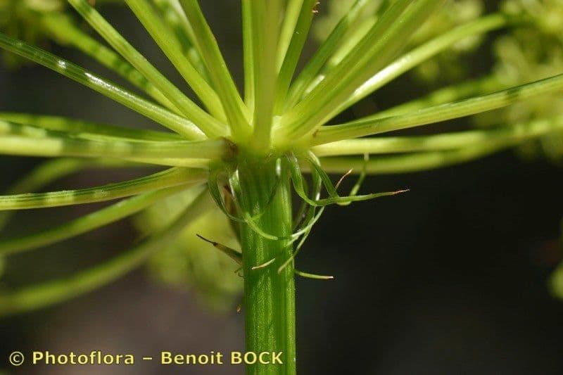 Peucedano 22