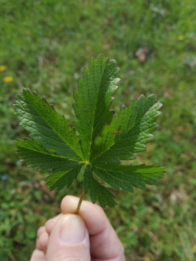 Potentilla eptafilla 12