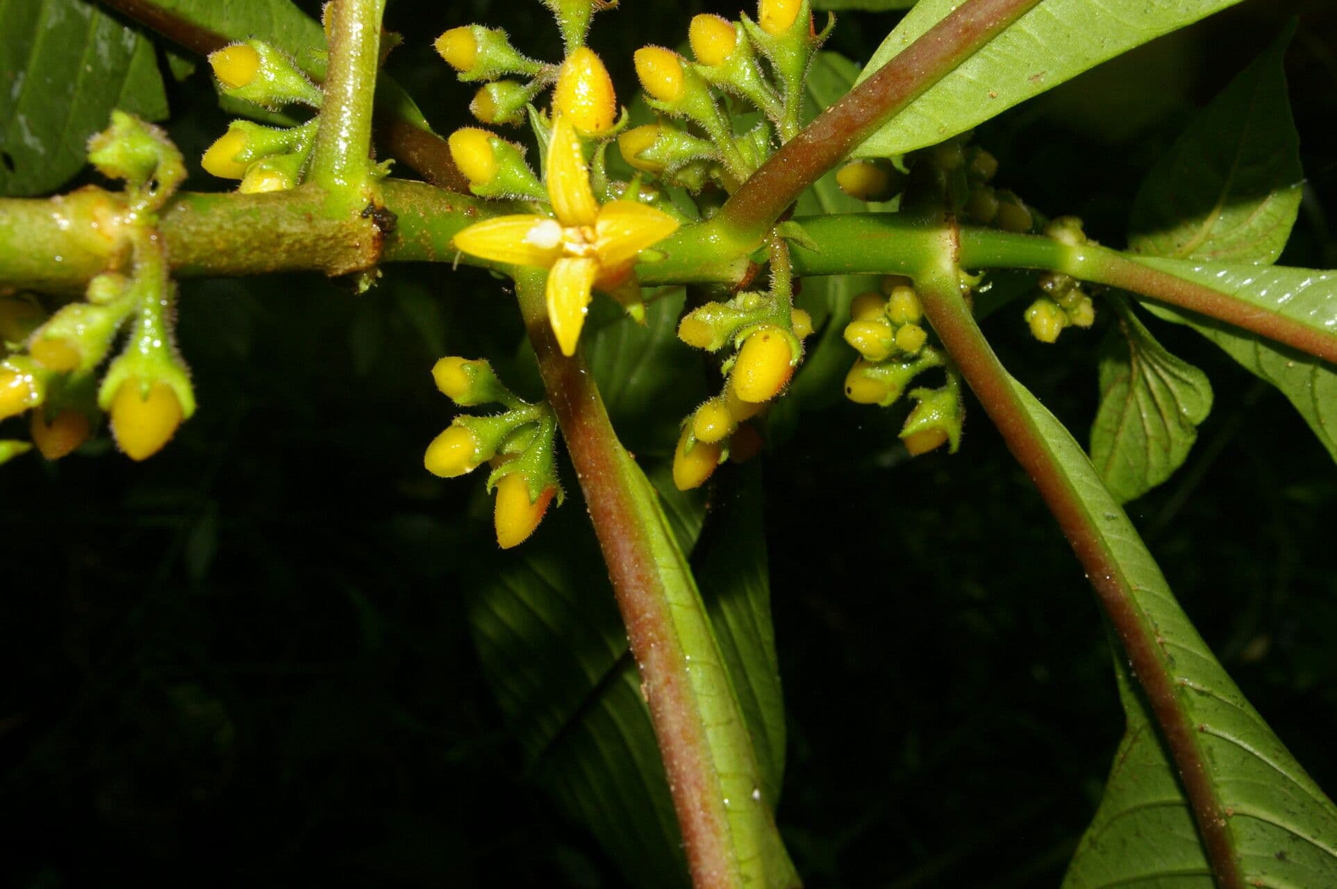Hoffmannia