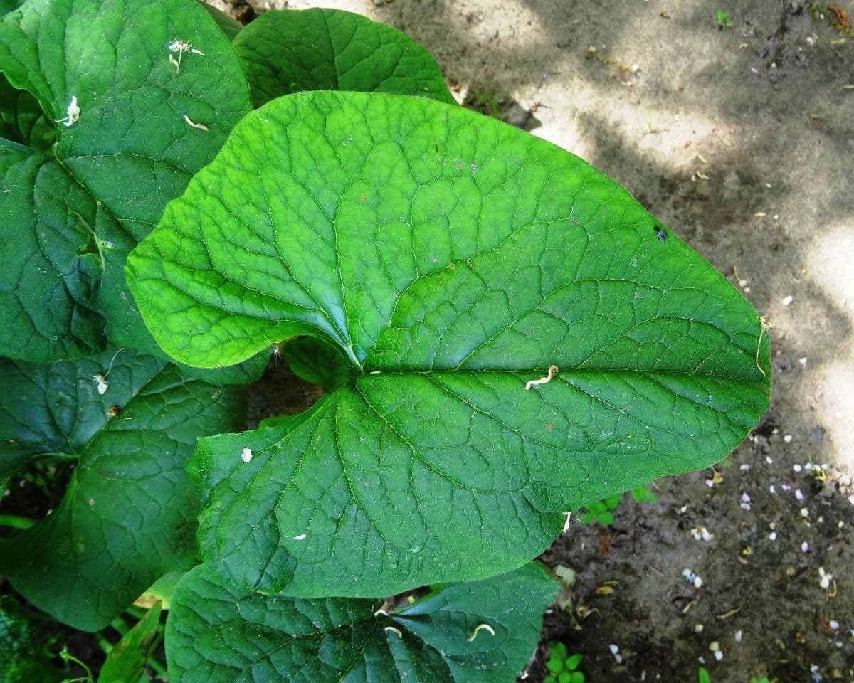 Brunnera 9