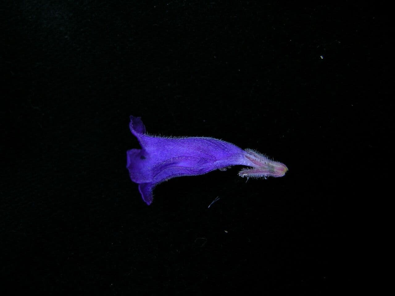 Strobilanthes 2