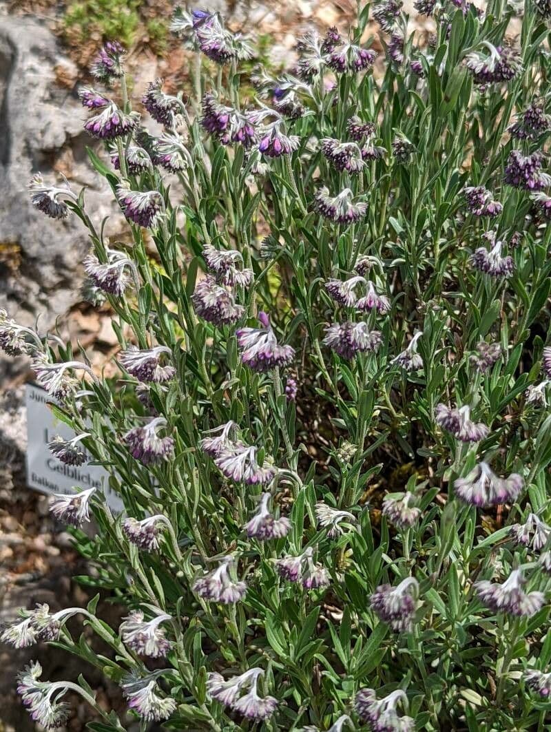 Moltkia 15