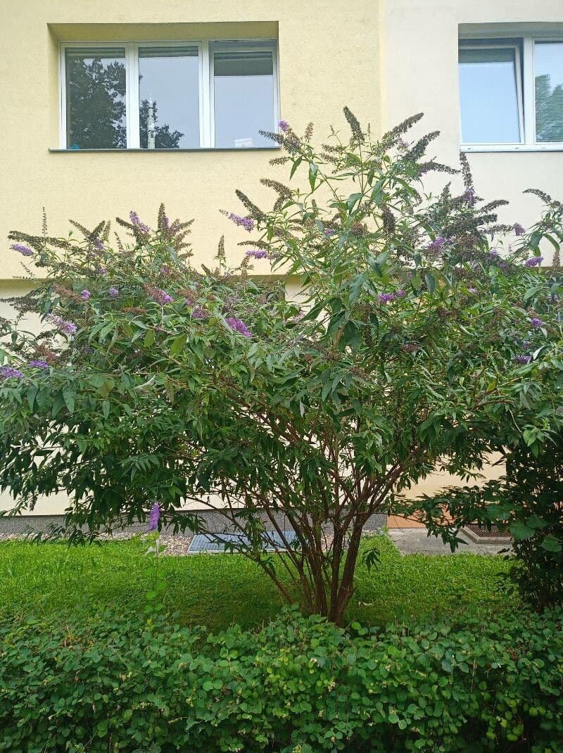 Buddleja 8
