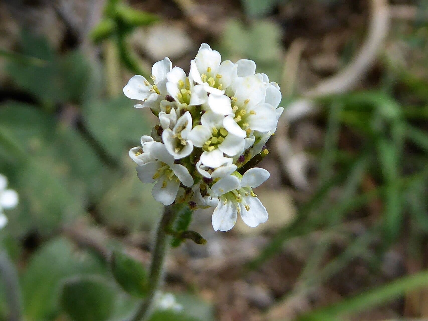Arabis ciliata 8